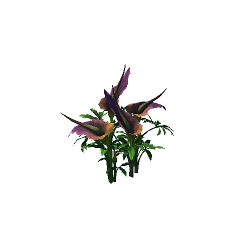Flower Dracunculus Species3 1